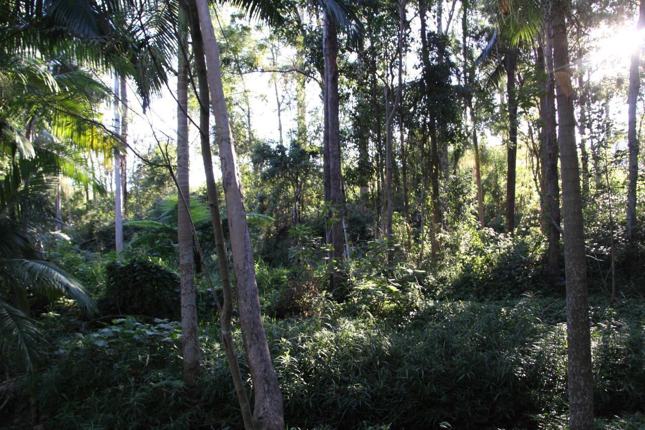 بريزبين Paperbark Bed & Breakfast المظهر الخارجي الصورة