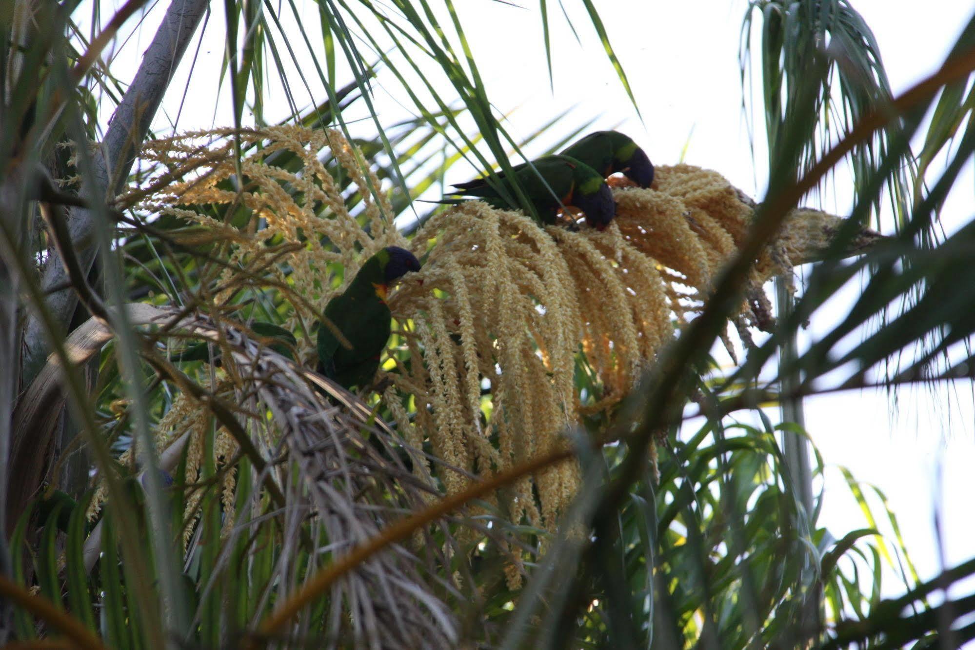 بريزبين Paperbark Bed & Breakfast المظهر الخارجي الصورة